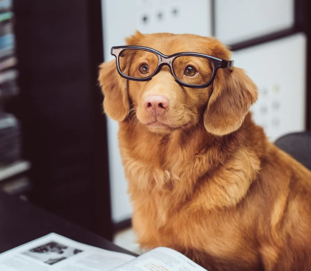 article thumb 5 optimized